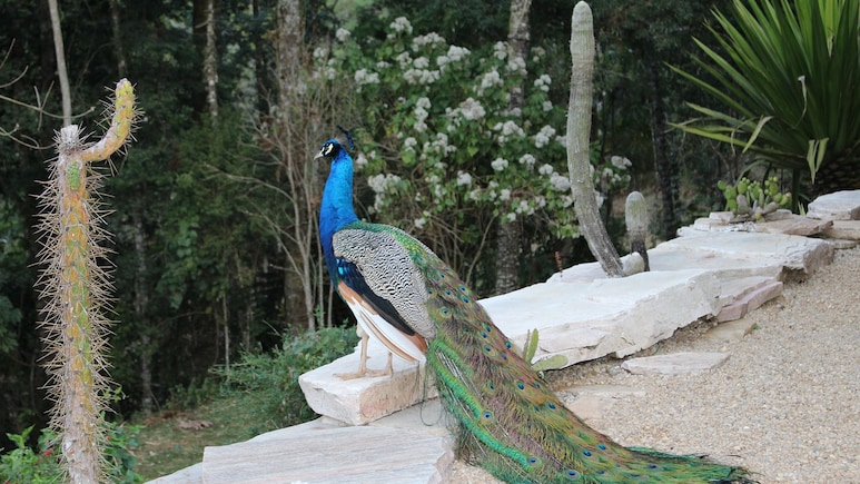 6 Peacocks Die Of Electrocution In Madhya Pradesh Fields