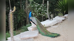 Peacock Sighting At 6,500 Feet In Uttarakhand Surprising, Say Experts