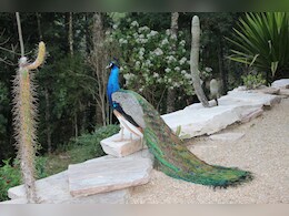 Peacock Sighting At 6,500 Feet In Uttarakhand Surprising, Say Experts