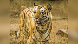 पर्यटकों के लिए खुले MP के टाइगर रिजर्व, अब  होगा जन्नत का एहसास, ऐसे करें ऑनलाइन बुकिंग
