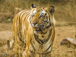 पर्यटकों के लिए खुले MP के टाइगर रिजर्व, अब  होगा जन्नत का एहसास, ऐसे करें ऑनलाइन बुकिंग