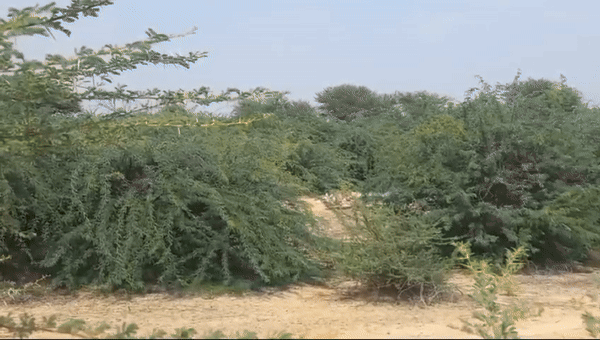 बीकानेर में बम को सेना ने किया डिफ्यूज, 3 किमी तक सुनाई दी धमाके की आवाज; देखें VIDEO