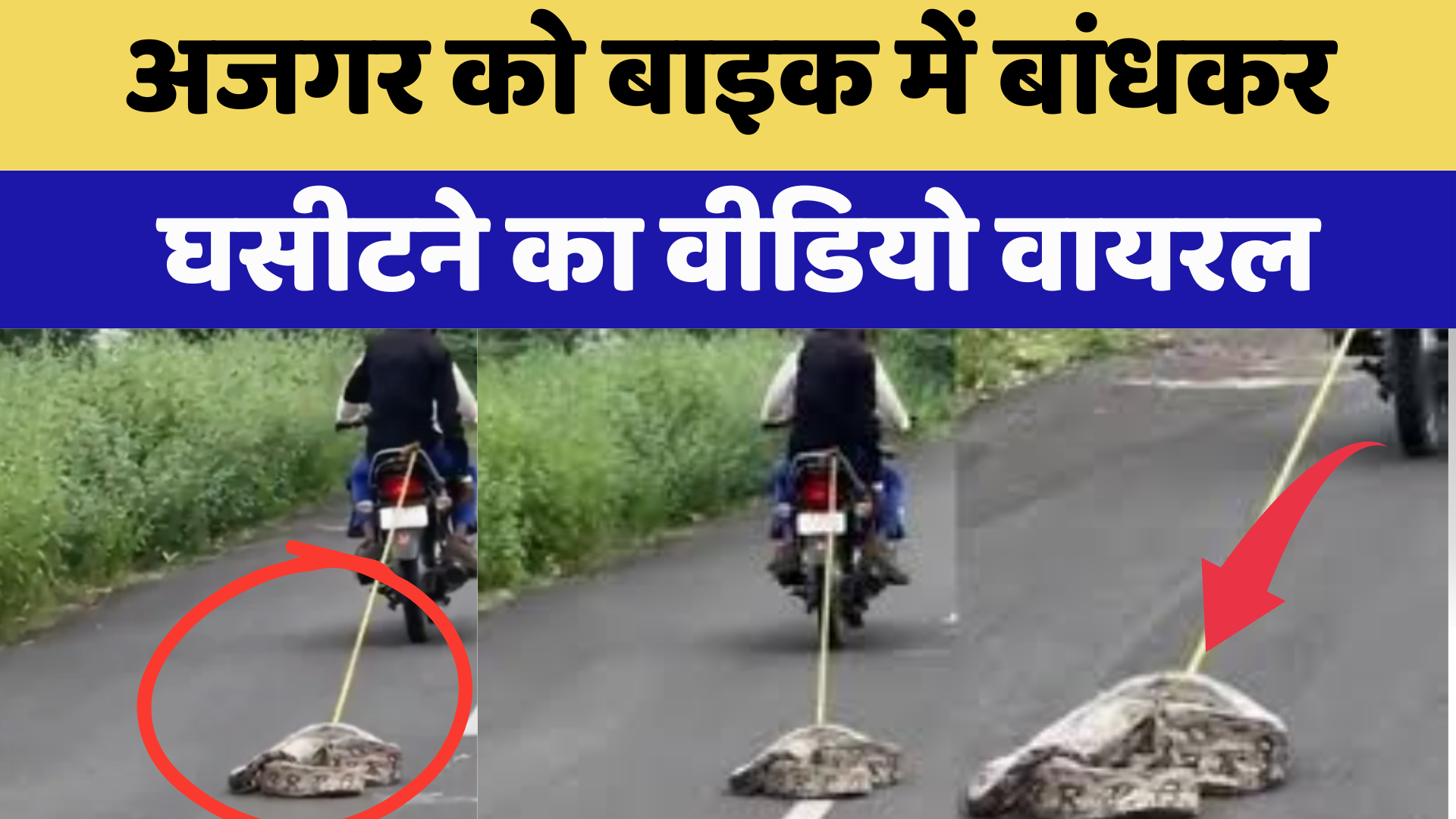Python News: अजगर को Bike में बांधकर घसीटने का Video Viral | Latest News | Rajasthan News