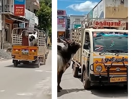 प्रेम की अनोखी मिसाल...गाय को छुड़ाने के लिए बैल करता रहा गाड़ी का पीछा, वीडियो देख लोगों की आंखों से छलक पड़े आंसू प्रेम की अनोखी मिसाल...गाय को छुड़ाने के लिए बैल करता रहा गाड़ी का पीछा, वीडियो देख लोगों की आंखों से छलक पड़े आंसू