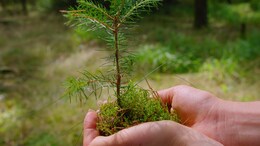 1,000-Year-Old Seed Revived In Israeli Desert, Grows Into 10-Foot Tree