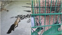 Udaipur Leopard : जहां मारा गया 'आदमखोर तेंदुआ' अब वहीं घूम रहे दूसरे लेपर्ड, उदयपुर में दहशत का माहौल&nbsp;