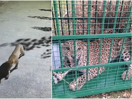 Udaipur Leopard : जहां मारा गया 'आदमखोर तेंदुआ' अब वहीं घूम रहे दूसरे लेपर्ड, उदयपुर में दहशत का माहौल  Udaipur Leopard : जहां मारा गया 'आदमखोर तेंदुआ' अब वहीं घूम रहे दूसरे लेपर्ड, उदयपुर में दहशत का माहौल