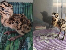 Rajasthan: जैसलमेर के ब्रीडिंग सेंटर ने रचा इतिहास, आर्टिफिशियल तरीके से गोडावण के चूजे ने लिया जन्म