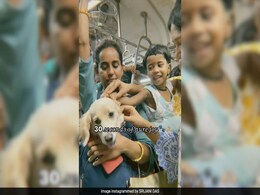 Watch: Adorable Pet Dog Travels On Mumbai Local, Leaves Passengers Delighted Watch: Adorable Pet Dog Travels On Mumbai Local, Leaves Passengers Delighted