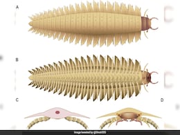 Scientists Reconstruct Face Of Car-Sized Insect That Roamed Earth 340 Million Years Ago Scientists Reconstruct Face Of Car-Sized Insect That Roamed Earth 340 Million Years Ago