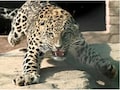 Leopard Fear: धार में तेंदुए का खौफ, 48 घंटे में दो शिकार; दहशत में ग्रामीण