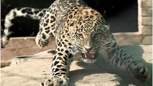 Leopard Fear: धार में तेंदुए का खौफ, 48 घंटे में दो शिकार; दहशत में ग्रामीण