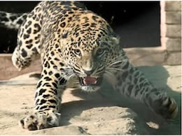 उदयपुर में 'आदमखोर' तेंदुए को देखते ही गोली मारने के आदेश जारी, वन विभाग ने रखीं 3 शर्तें उदयपुर में 'आदमखोर' तेंदुए को देखते ही गोली मारने के आदेश जारी, वन विभाग ने रखीं 3 शर्तें