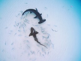 Sharks Freeze When You Turn Them Upside Down And There's No Good Reason Why Sharks Freeze When You Turn Them Upside Down And There's No Good Reason Why