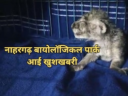 Rajasthan: नाहरगढ़ बायोलॉजिकल पार्क में छाई खुशखबरी, शेरनी तारा ने दिया शावक को जन्म