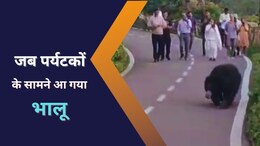 माउंट आबू में 'इवनिंग वॉक' पर निकला भालू, बीच सड़क पर पर्यटकों के सामने आ गया तो कुछ ऐसा था नजारा