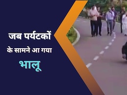 माउंट आबू में 'इवनिंग वॉक' पर निकला भालू, बीच सड़क पर पर्यटकों के सामने आ गया तो कुछ ऐसा था नजारा