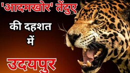 Udaipur Panther Attack : 'आदमखोर' तेंदुए की दहशत में गोगुंदा, हल्की आहट पर चीखने लगते है लोग, 11 दिनों में 8 को बनाया शिकार