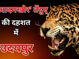 Udaipur Panther Attack : 'आदमखोर' तेंदुए की दहशत में गोगुंदा, हल्की आहट पर चीखने लगते है लोग, 11 दिनों में 8 को बनाया शिकार