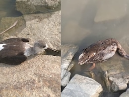 Exclusive: क्या है बोटूलिज्म वायरस जिसकी वजह से सांभर झील में एक ही रात में मर गए 32 प्रवासी परिंदे ? 