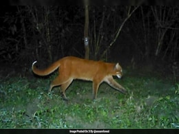 Existence Of "Asiatic Golden Cat" Reconfirmed In Manas National Park Existence Of "Asiatic Golden Cat" Reconfirmed In Manas National Park