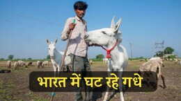 कहां गायब हो गए गधे ? चीन में भारी मांग, गधी के दूध से बन रही मर्दानगी बढ़ाने की दवा&nbsp;