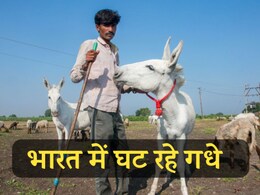 कहां गायब हो गए गधे ? चीन में भारी मांग, गधी के दूध से बन रही मर्दानगी बढ़ाने की दवा 