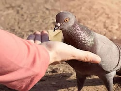 Days After High Court Order, 1st Case Filed For Feeding Pigeons In Mumbai