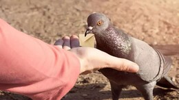 Days After High Court Order, 1st Case Filed For Feeding Pigeons In Mumbai