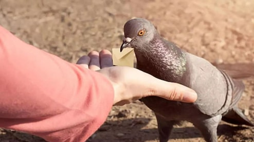 Days After High Court Order, 1st Case Filed For Feeding Pigeons In Mumbai