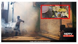 इंदौर में मच्छरों का कहर ! तेजी से बढ़ रहे डेंगू - चिकनगुनिया के मामले, कैसे बचें ?