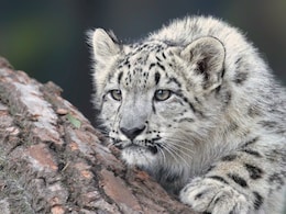 Arunachal Pradesh Is Now Home To 36 Snow Leopards, Reveals Survey