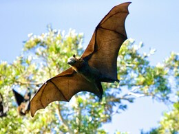 Nipah Virus: Kerala States 5 Districts High At Risk, Know Symptoms & How You Can Protect Yourself Nipah Virus: Kerala States 5 Districts High At Risk, Know Symptoms & How You Can Protect Yourself