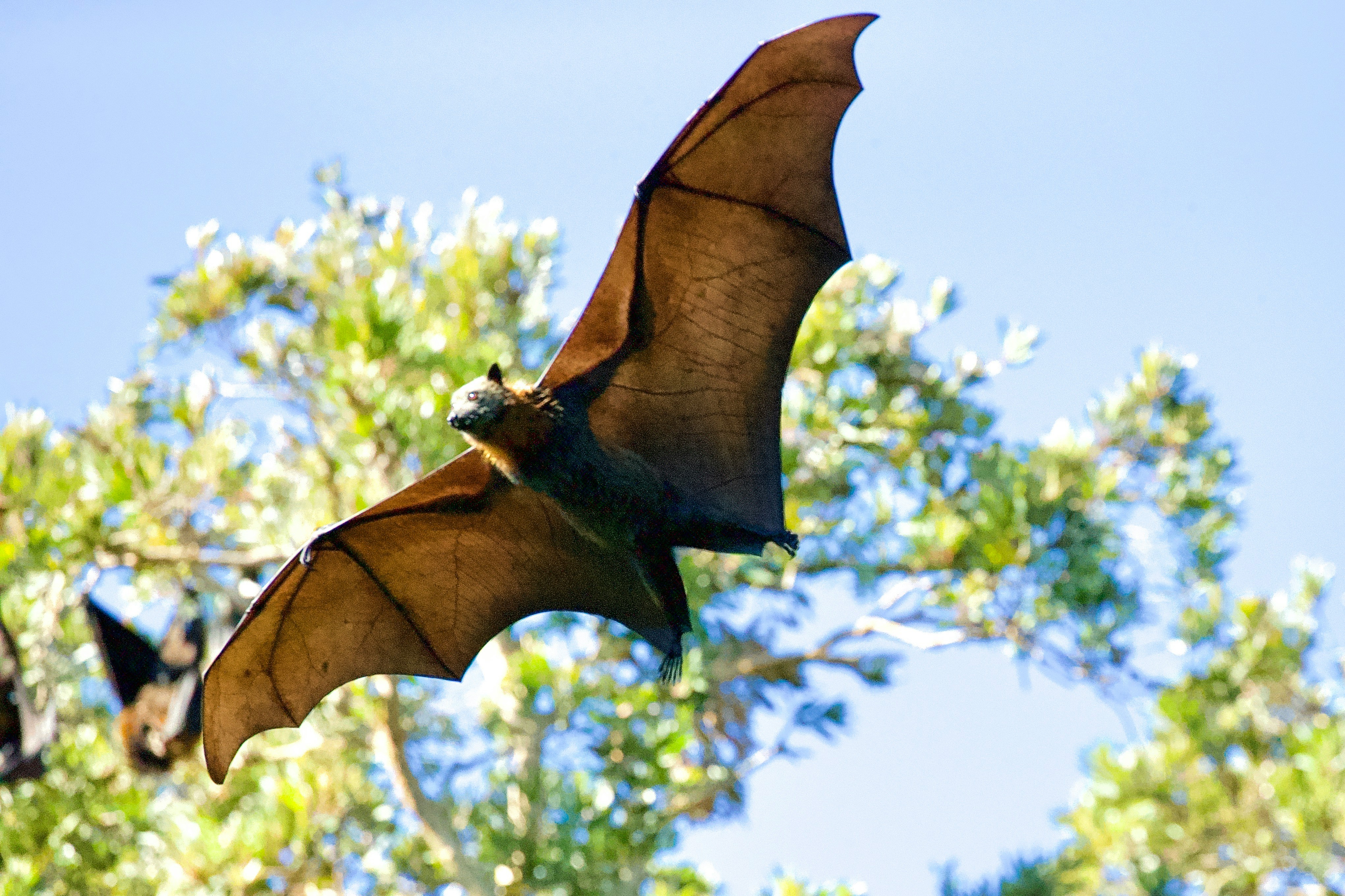 Nipah virus was first discovered in the year 1999 & can be contracted by bats