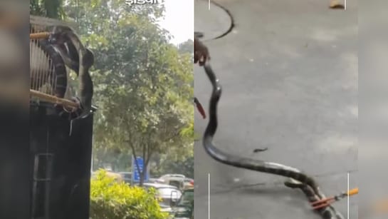 एक्सपर्ट भी हैरान आखिर दिल्ली में कैसे पहुंच गया उत्तराखंड का किंग कोबरा, देखें VIDEO