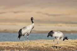 Exclusive: Rare Black Necked Cranes Spotted At 14,000 Feet In Ladakh Exclusive: Rare Black Necked Cranes Spotted At 14,000 Feet In Ladakh