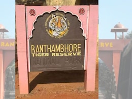 रणथंभौर नेशनल पार्क घूमने आए 22 लोग हुए घायल, पर्यटकों पर मधुमक्खियों का हमला, भागकर बचाई जान रणथंभौर नेशनल पार्क घूमने आए 22 लोग हुए घायल, पर्यटकों पर मधुमक्खियों का हमला, भागकर बचाई जान