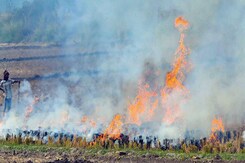 "Mere Eyewash": Supreme Court Raps Punjab, Haryana Over Stubble Burning "Mere Eyewash": Supreme Court Raps Punjab, Haryana Over Stubble Burning