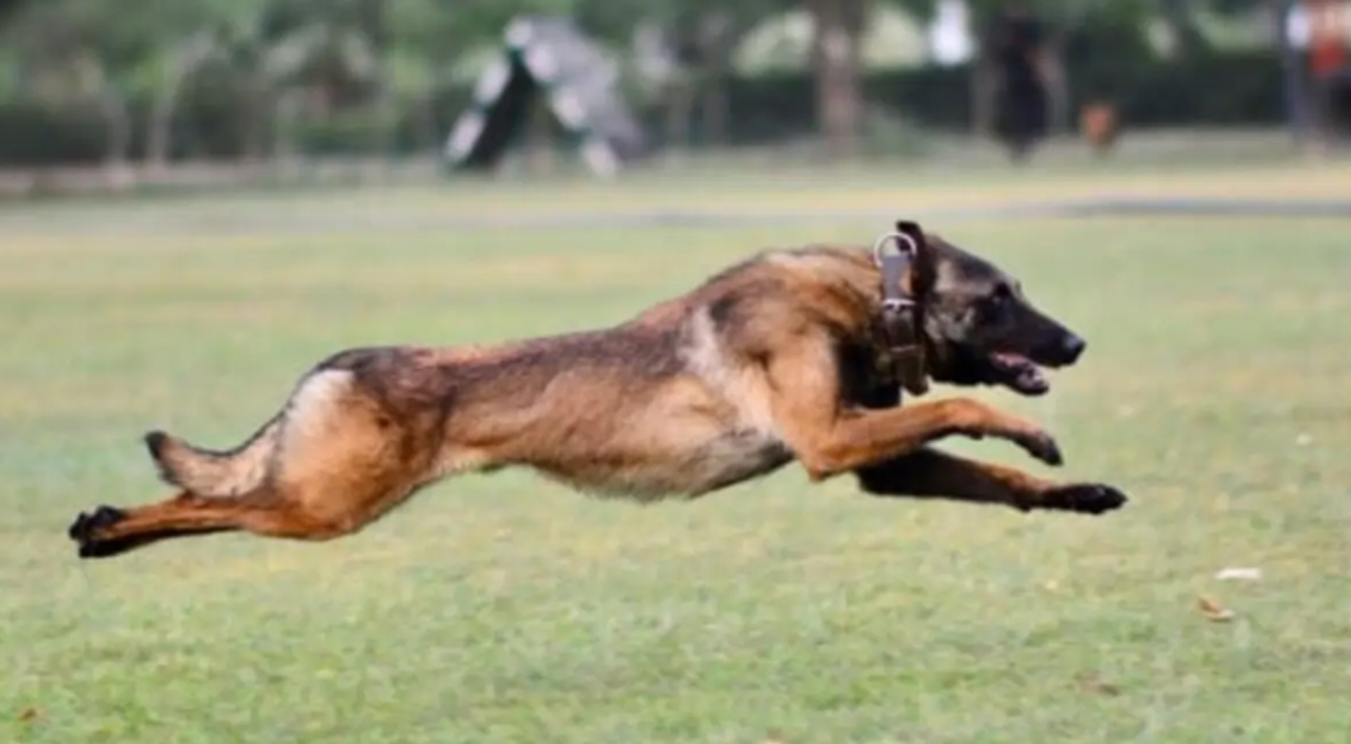 "Our True Hero": Army Dog Phantom Dies In Anti-Terror Op In Jammu And Kashmir