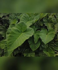 मानसून में अरबी के पत्ते खाने के फायदे