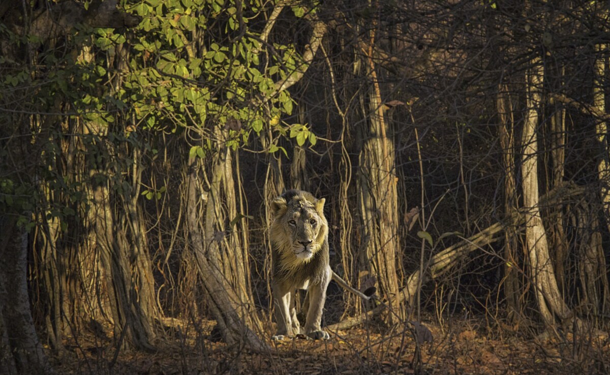 Latest and Breaking News on NDTV Latest and Breaking News on NDTV