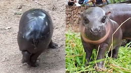 Watch: Viral Pygmy Hippo 'Moo Deng' Stuns Internet With 'Moonwalk'