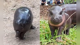 Viral Baby Hippo Moo Deng Gets Rs 2.51-Crore 'Christmas Present'