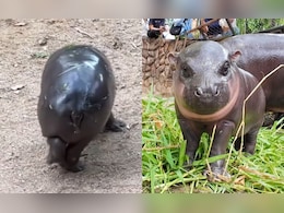 Viral Baby Hippo Moo Deng Gets Rs 2.51-Crore 'Christmas Present'