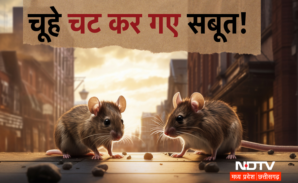 MP News :&nbsp;थाने में रखे&nbsp;सैंपल को चूहों ने कुतरा तो&nbsp;हाई कोर्ट ने लगाई पुलिस को फटकार
