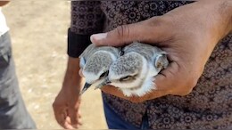 Contagious Bird Disease Strikes At Rajasthan Sambhar Lake
