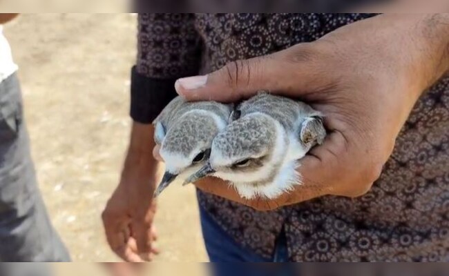 Contagious Bird Disease Strikes At Rajasthan Sambhar Lake