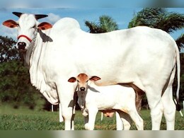 Rajasthan: अब राजस्थान में भी गाय को राज्यमाता का दर्जा देने की तैयारी, महाराष्ट्र से ली जा रही कानून की जानकारी 