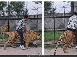 खूंखार बाघ की सवारी करने की गलती कर बैठा पाकिस्तानी शख्स, आगे जो हुआ उसे देख कांप उठेगा कलेजा खूंखार बाघ की सवारी करने की गलती कर बैठा पाकिस्तानी शख्स, आगे जो हुआ उसे देख कांप उठेगा कलेजा