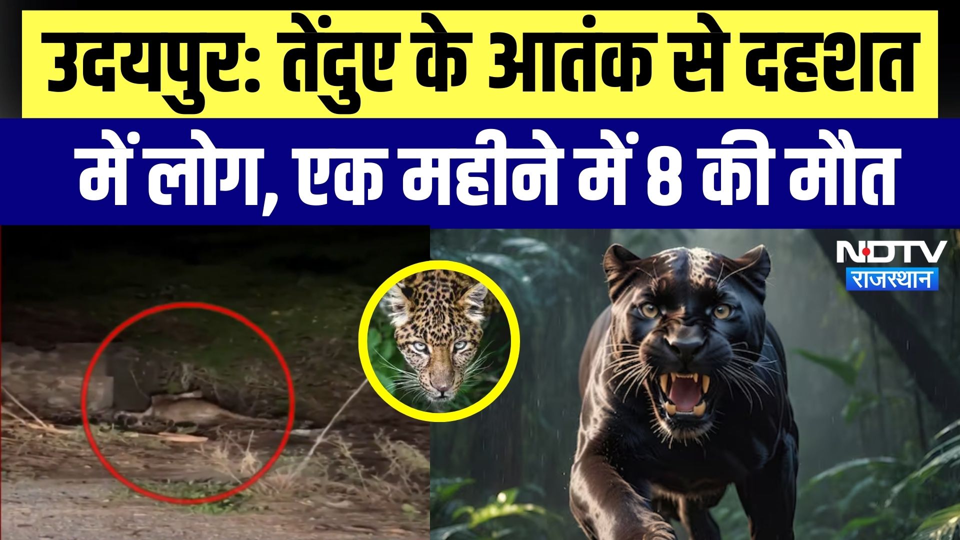 Udaipur में Panther के आतंक से दहशत में लोग, एक महीने में 8 की मौत, ग्रामीणों में फैला आतंक